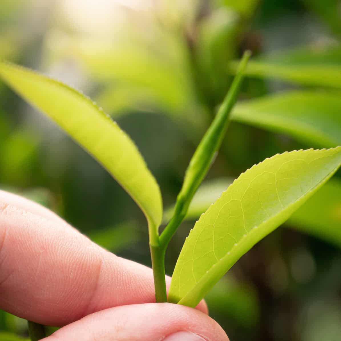 Buy Wholesale Tea and Herbs from The Best Bulk Tea Suppliers - Life is ...
