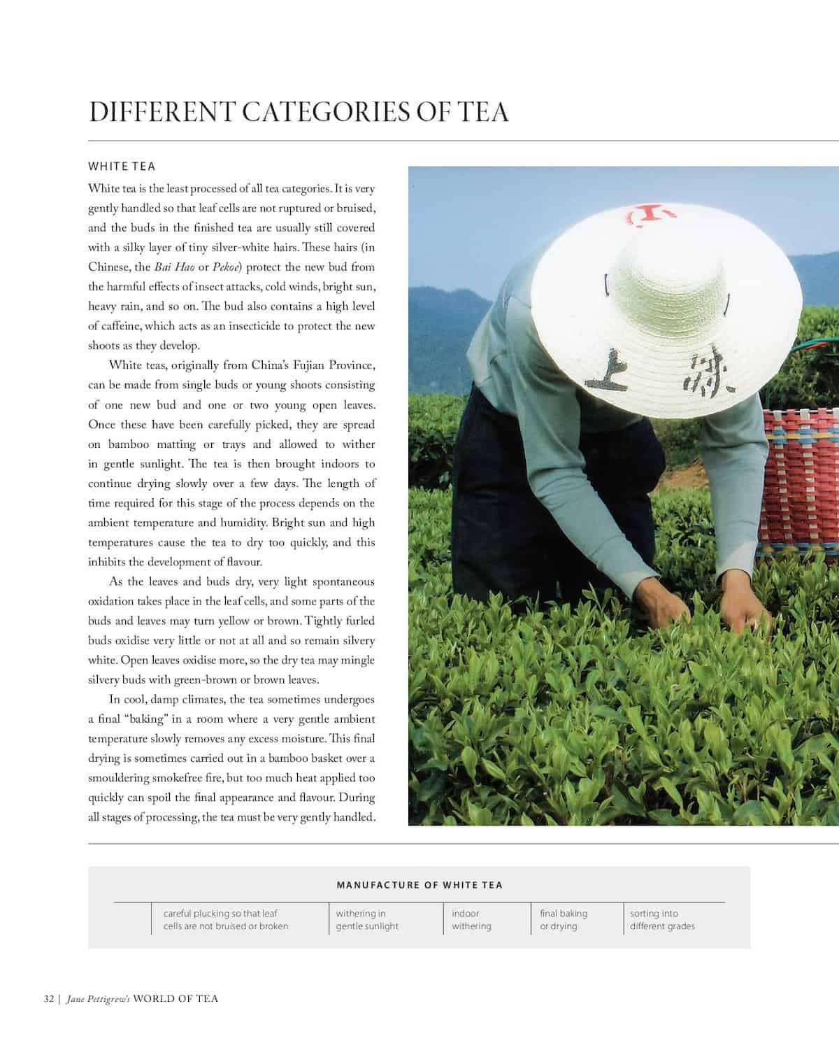 different categories of tea world of tea